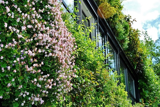 Fassadenbegruenung planen pflanzen kaufen bauen green management