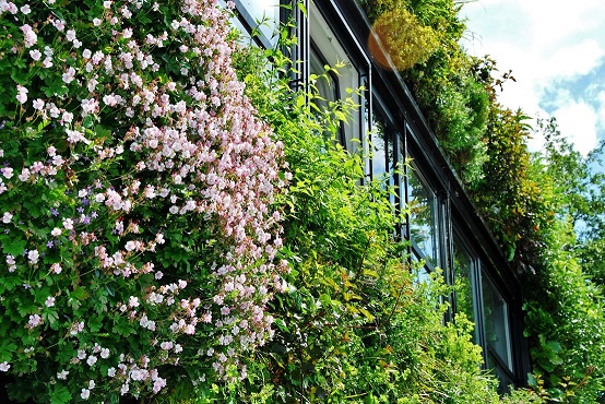Fassadenbegrünung planen-pflanze- kaufen-bauen - Green Management Fassadenbegruenung planen pflanzen kaufen bauen green management
