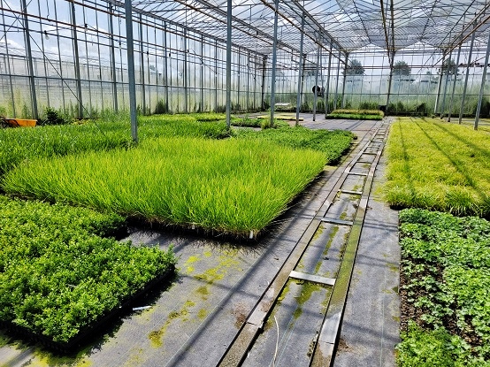 Pflanzen und Grünmodule für Fassadenbegrünungim Gewächshaus schon vorgezogen - Green-Management