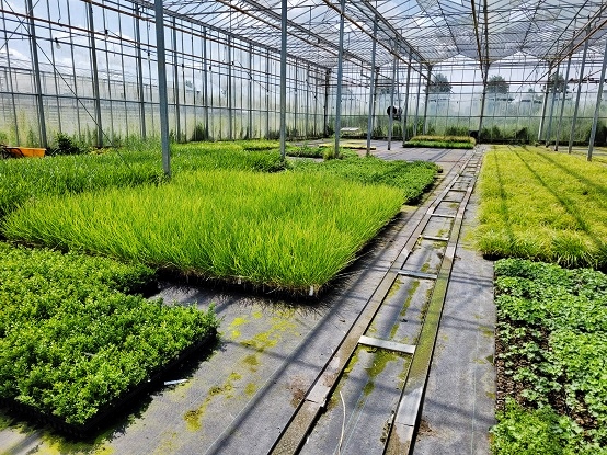 Pflanzen und Grünmodule für Fassadenbegrünungim Gewächshaus schon vorgezogen - Green-Management Pflanzen und Grünmodule für Fassadenbegrünungim Gewächshaus schon vorgezogen - Green-Management
