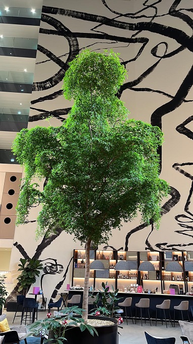 Bucida Baum nach 1 Jahr Entwicklung Hotel Genf Bucida Baum nach 1 Jahr Entwicklung Hotel Genf