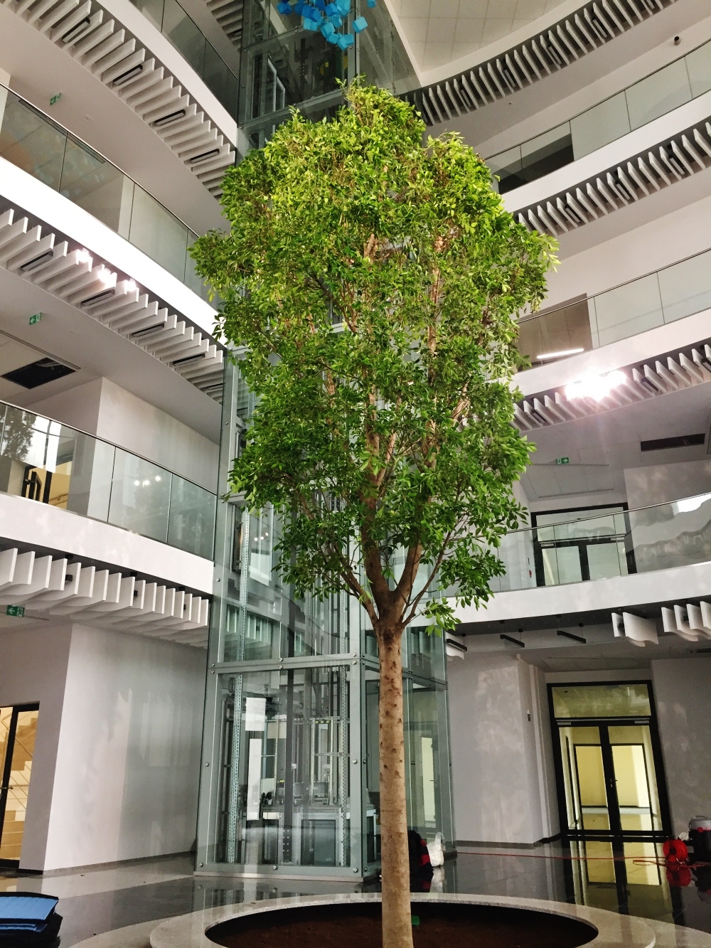 Nitida Baum im kuenstlichen Pflanzenlicht Nitida Baum im kuenstlichen Pflanzenlicht