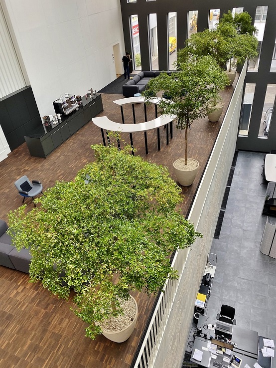 Bucida buceras trees inside a company in switzerland