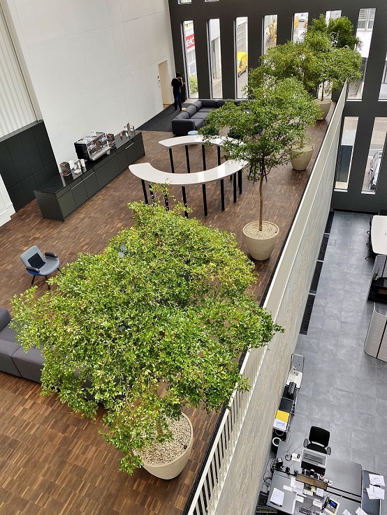 Bucida buceras trees inside a company in Switzerland with nice natural day light - first Bucida buceras trees inside a company in switzerland