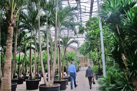 Botanic-International-glasshouse for big tropical trees and plants - buy online       
